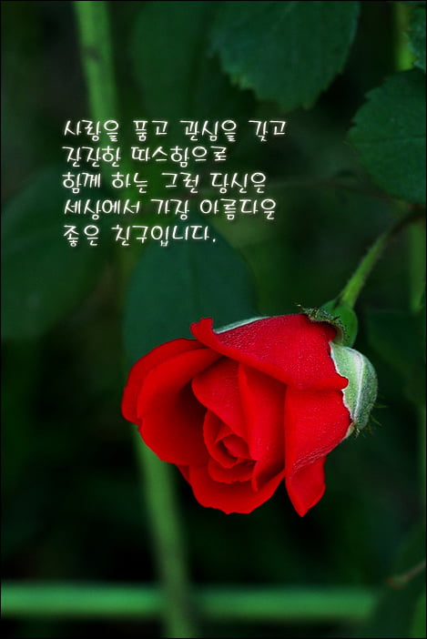 사용자 삽입 이미지