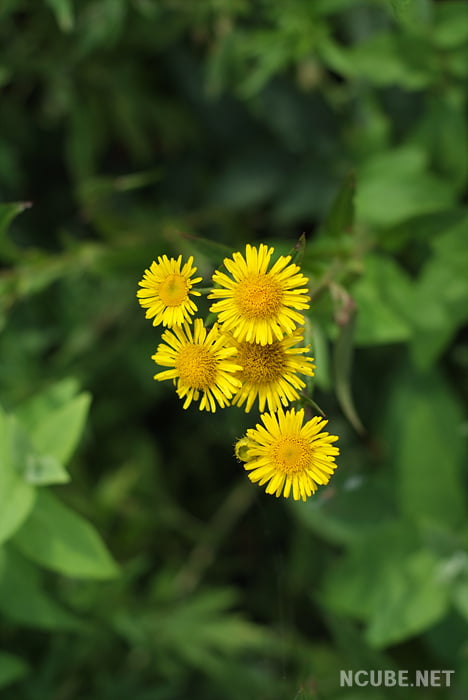 사용자 삽입 이미지