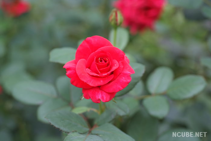 사용자 삽입 이미지